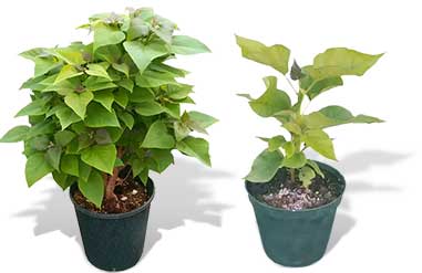 Albero vivaio fratelli Neri